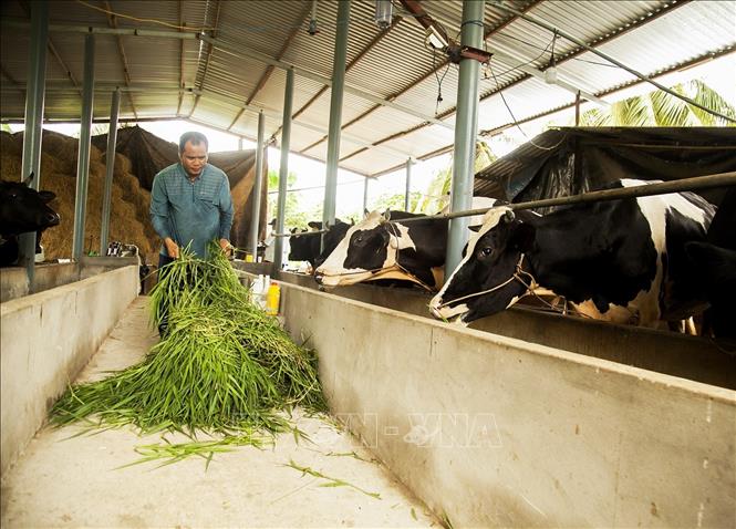  Mô hình nuôi bò sữa của gia đình anh Nguyễn Thanh Long, ấp 8, xã Mỹ Hưng, huyện Thạnh Phú (Bến Tre). Ảnh: Hồng Đạt - TTXVN
