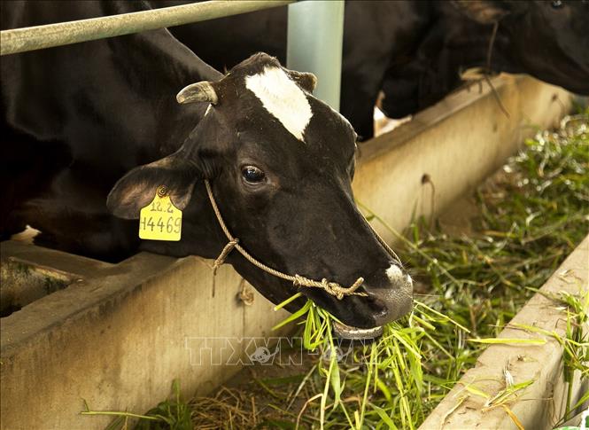 Bò đang khai thác sữa. Ảnh: Hồng Đạt - TTXVN
