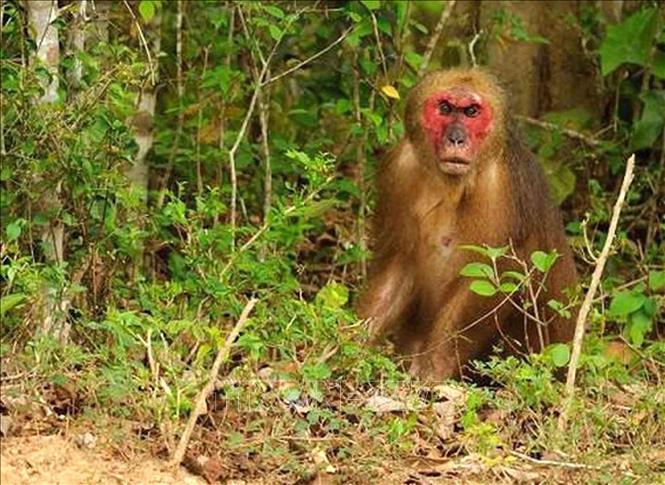 Red-faced Macaca arctoides is found in the Ben En National Park. VNA Photo: Nguyễn Nam