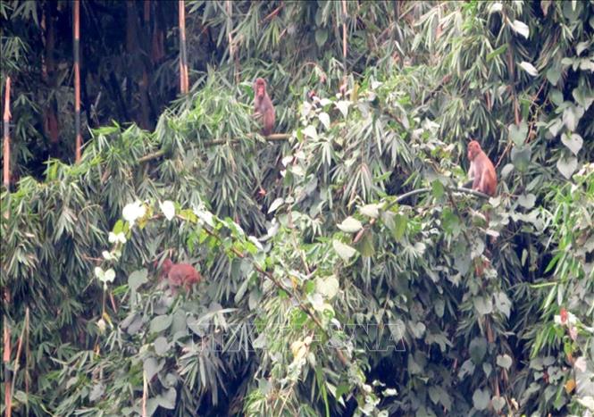 A Macaca mulatta group is found in the Ben En National Park. VNA Photo: Nguyễn Nam