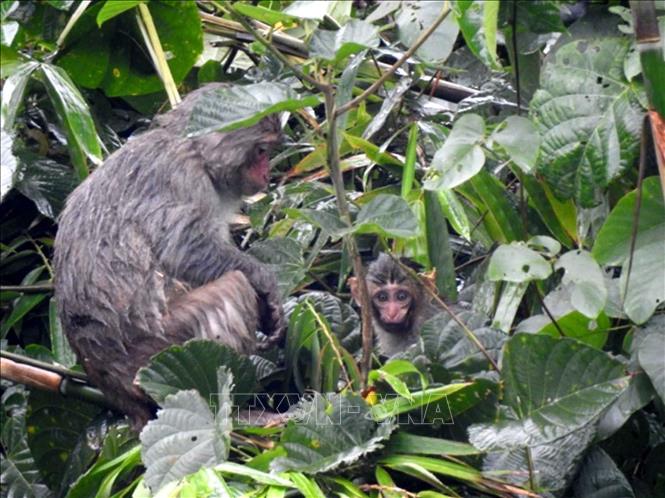 The rare primate species discovered in the Ben En National Park. VNA Photo: Nguyễn Nam