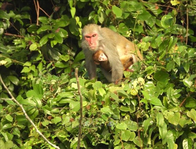 The rare primate species discovered in the Ben En National Park. VNA Photo: Nguyễn Nam