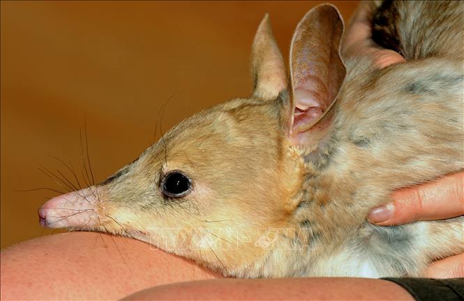 Trong ảnh (tư liệu): Chuột đất bilby được chăm sóc tại Khu bảo vệ động vật hoang dã Sydney Wildlife World, Australia, ngày 11/9/2009. Ảnh: AFP/ TTXVN
