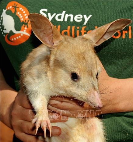 Trong ảnh (tư liệu): Chuột đất bilby được chăm sóc tại Khu bảo vệ động vật hoang dã Sydney Wildlife World, Australia, ngày 11/9/2009. Ảnh: AFP/ TTXVN