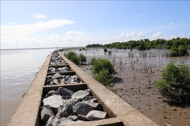 Trong ảnh: Khôi phục rừng ngập mặn, phòng hộ ven biển phía trong kè chống sạt lở bờ biển khu vực Mũi Rãnh, huyện An Biên. Ảnh: Lê Huy Hải – TTXVN
