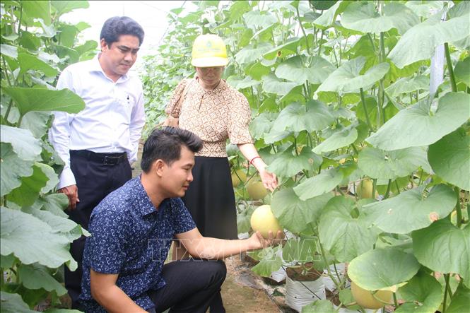 Trong ảnh: Mô hình trồng dưa lưới trong nhà lưới ở xã Châu Bình, huyện Giồng Trôm. Ảnh Công Trí-TTXVN