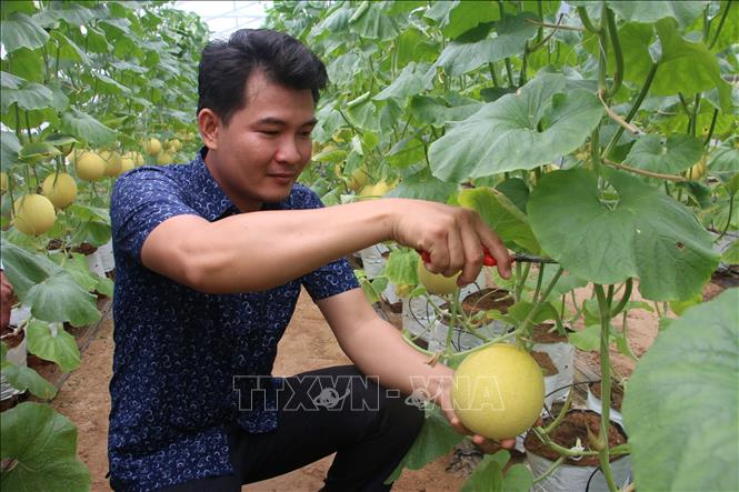 Trong ảnh: Mô hình trồng dưa lưới trong nhà lưới ở xã Châu Bình, huyện Giồng Trôm. Ảnh Công Trí-TTXVN