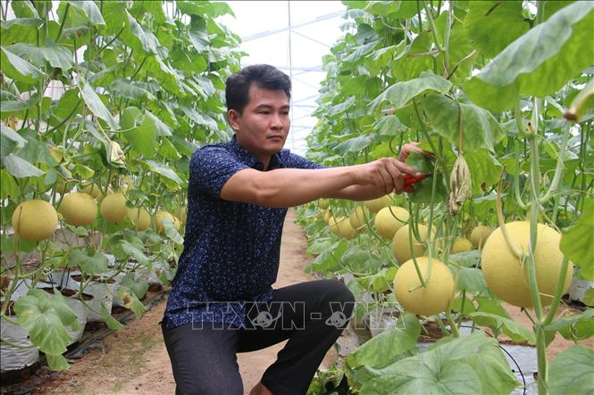 Trong ảnh: Mô hình trồng dưa lưới trong nhà lưới ở xã Châu Bình, huyện Giồng Trôm. Ảnh Công Trí-TTXVN