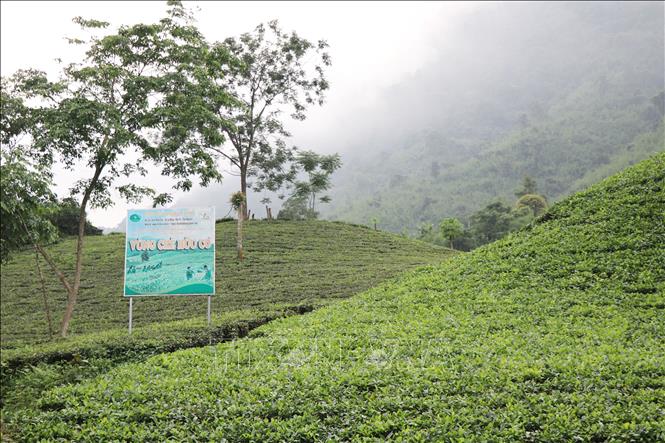 Trong ảnh: Vùng nguyên liệu sản xuất chè theo tiêu chuẩn hữu cơ của HTX chè La Bằng. Ảnh: Hoàng Nguyên - TTXVN