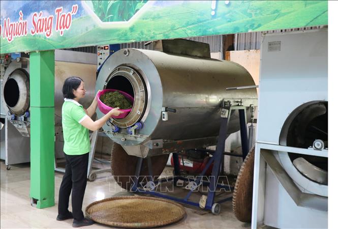 Trong ảnh: Xã viên HTX chè La Bằng sản xuất chè đặc sản. Ảnh: Hoàng Nguyên - TTXVN