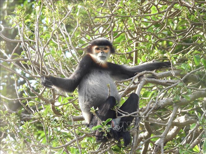 A black shanked douc langur found in Chua Chan Mountain./.
