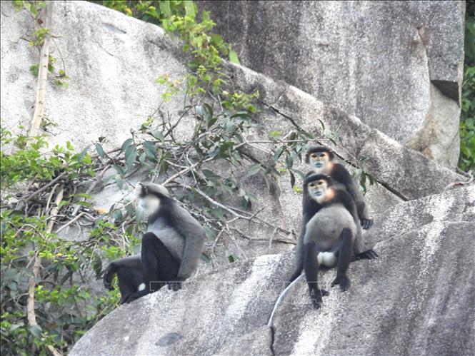 A community of black shanked douc langurs is found in Chua Chan Mountain./.