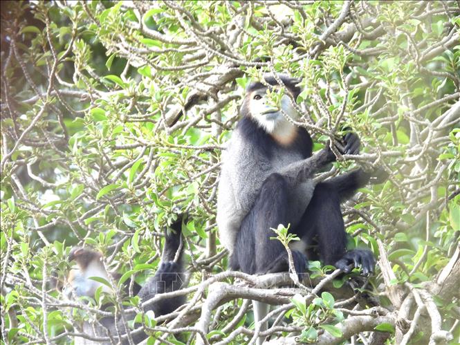 A community of black shanked douc langurs is found in Chua Chan Mountain./.