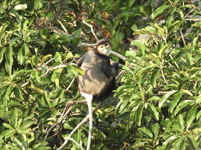 A community of black shanked douc langurs is found in Chua Chan Mountain./.