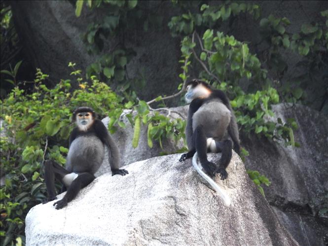 A community of black shanked douc langurs is found in Chua Chan Mountain./.