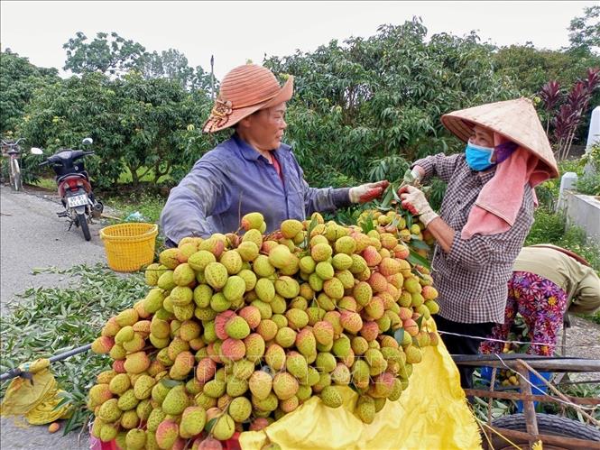 Nông dân xã Minh Tiến đưa vải đi tiêu thụ. Ảnh: Mai Ngoan - TTXVN


