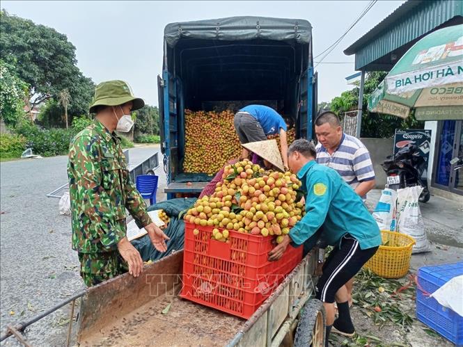 Nông dân xã Minh Tiến đưa vải đi tiêu thụ. Ảnh: Mai Ngoan - TTXVN
