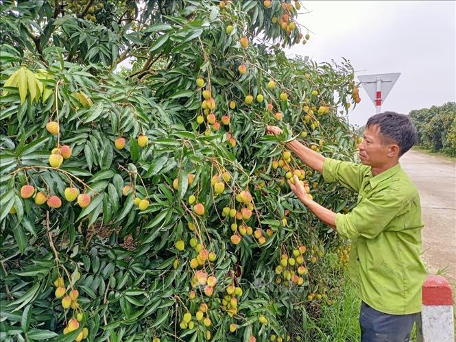 Nông dân thu hoạch vải lai chín sớm ở xã Tam Đa. Ảnh: Mai Ngoan - TTXVN

