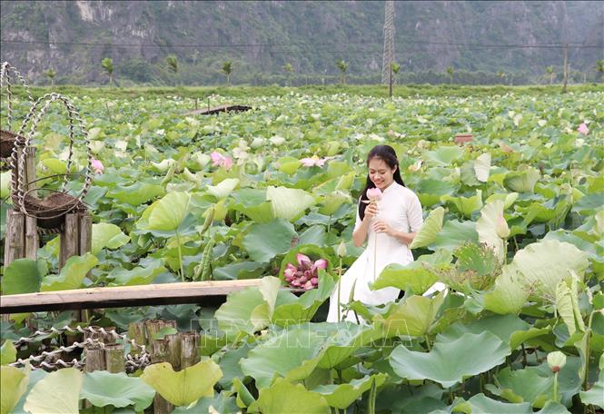 Tourists pose with blooming lotuses at Kha Luong village, Hoa Lu district, Ninh Binh province. VNA Photo: Đức Phương