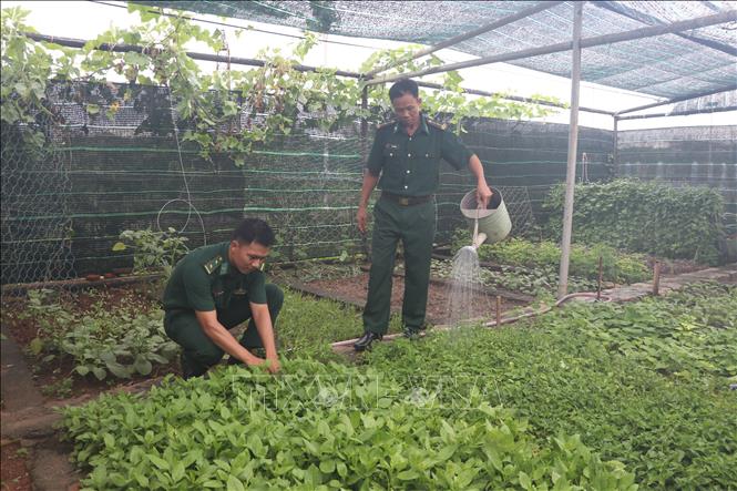 Biển đảo Việt Nam: Xanh mát những vườn rau trên quần đảo Trường Sa ...