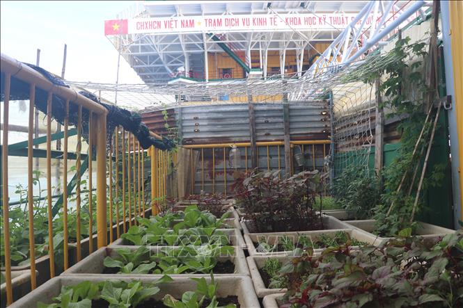 Biển đảo Việt Nam: Xanh mát những vườn rau trên quần đảo Trường Sa ...