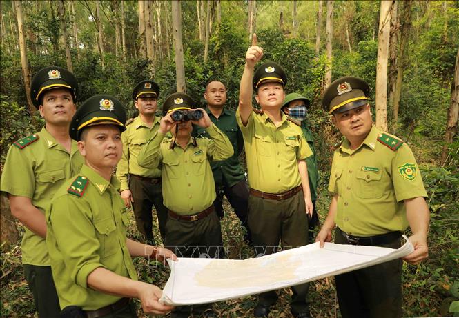 Chi cục Kiểm lâm Vĩnh Phúc tổ chức tuần tra, bảo vệ tại khu rừng phòng hộ xã Minh Quang, huyện Bình Xuyên. Ảnh: Vũ Sinh – TTXVN