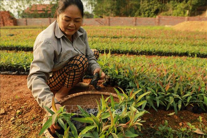 Hợp tác xã Nông-Lâm nghiệp Thanh Giang ở xã Trung Mỹ, huyện Bình Xuyên có diện tích hơn 3ha sản xuất các loại giống cây lâm nghiệp, mỗi năm đơn vị sản xuất khoảng 30 vạn cây giống phục vụ trồng hơn 200 ha rừng. Ảnh: Vũ Sinh – TTXVN