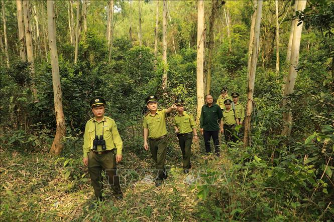 Chi cục Kiểm lâm Vĩnh Phúc tổ chức tuần tra, bảo vệ tại khu rừng phòng hộ xã Minh Quang, huyện Bình Xuyên. Ảnh: Vũ Sinh – TTXVN