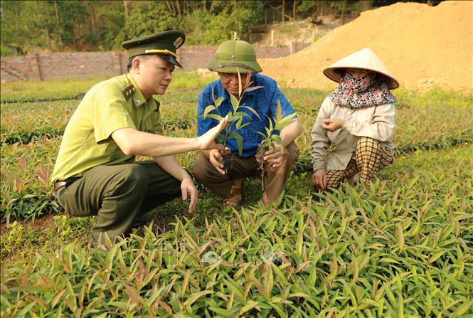 Kiểm tra chất lượng cây giống lâm nghiệp trước khi đưa đi trồng tại vườn ươm của Hợp tác xã Nông-Lâm nghiệp Thanh Giang ở xã Trung Mỹ, huyện Bình Xuyên. Ảnh: Vũ Sinh – TTXVN