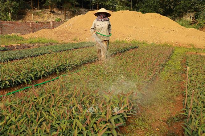 Hợp tác xã Nông-Lâm nghiệp Thanh Giang ở xã Trung Mỹ, huyện Bình Xuyên có diện tích hơn 3ha sản xuất các loại giống cây lâm nghiệp, mỗi năm đơn vị sản xuất khoảng 30 vạn cây giống phục vụ trồng hơn 200 ha rừng. Ảnh: Vũ Sinh – TTXVN