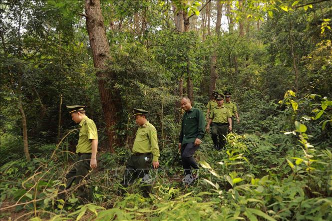 Chi cục Kiểm lâm Vĩnh Phúc tổ chức tuần tra, bảo vệ tại khu rừng phòng hộ xã Minh Quang, huyện Bình Xuyên. Ảnh: Vũ Sinh – TTXVN