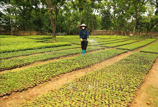 Năm 2022, ngành Lâm nghiệp tỉnh Vĩnh Phúc phấn đấu trồng rừng tập trung đạt 700ha, trồng cây phân tán 600 nghìn cây, nâng tỷ lệ độ che phủ rừng đạt 25%. Ảnh: Vũ Sinh – TTXVN