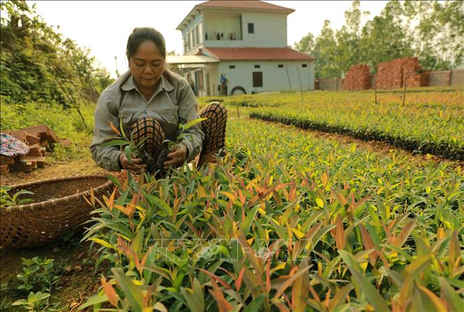Hợp tác xã Nông-Lâm nghiệp Thanh Giang ở xã Trung Mỹ, huyện Bình Xuyên có diện tích hơn 3ha sản xuất các loại giống cây lâm nghiệp, mỗi năm HTX này sản xuất khoảng 30 vạn cây giống phục vụ trồng hơn 200 ha rừng. Ảnh: Vũ Sinh – TTXVN
