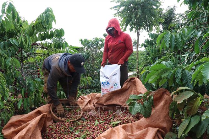Harvesting coffee in the Central Highlands province of Dak Lak. VNA Photo: Anh Dũng 
