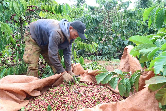 Harvesting coffee beans in the Central Highlands province of Dak Lak. VNA Photo: Anh Dũng 