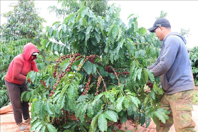 Harvesting coffee beans in the Central Highlands province of Dak Lak. VNA Photo: Anh Dũng 