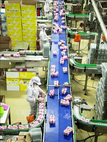 Dây chuyền sản xuất bánh Pía trong xưởng sản xuất bánh Pía Tân Huê Viên. Ảnh: Hồng Đạt - TTXVN
