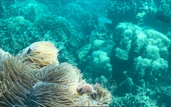 Một khu vực trong khu bảo tồn vịnh Nha Trang rạn san hô ở tình trạng chất lượng trung bình. Ảnh: TTXVN phát