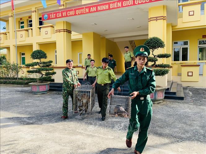Two rare animals are handed over to the Vu Quang National Park./.