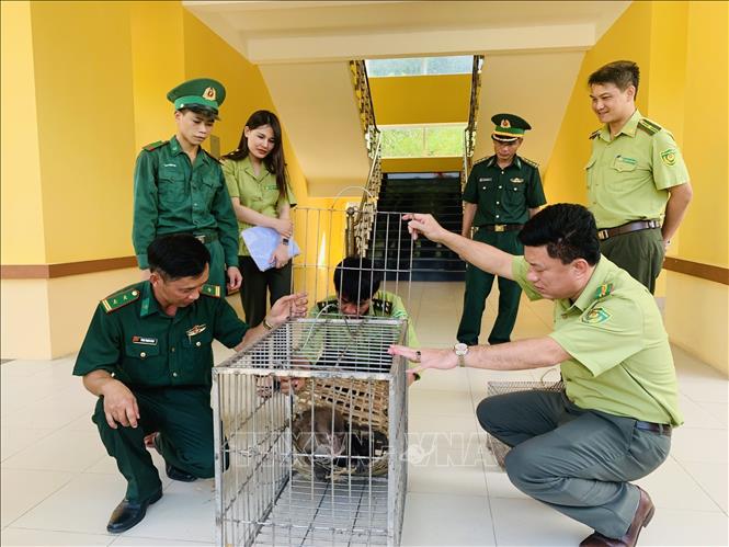 An Assam macaque is handed over to the Vu Quang National Park./.