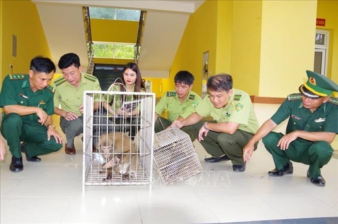 Two rare animals are handed over to the Vu Quang National Park./.