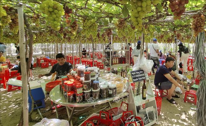 Trong ảnh: Các sản phẩm chế biến từ quả nho bán ngay tại vườn phục vụ du khách. Ảnh: Nguyễn Thành - TTXVN