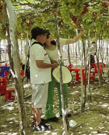 Trong ảnh: Du khách chụp ảnh dưới giàn nho ở làng nho Thái An (xã Vĩnh Hải, huyện Ninh Hải). Ảnh: Nguyễn Thành – TTXVN
