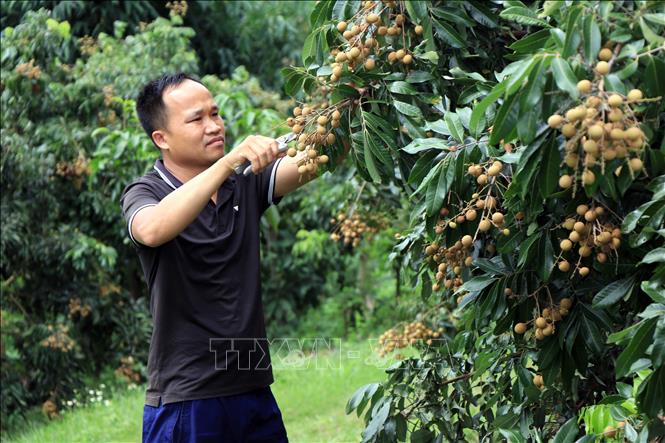 Harvesting early-ripening longan in Chieng Khoong commune, Song Ma district, the northern province of Son La. VNA Photo: Hữu Quyết