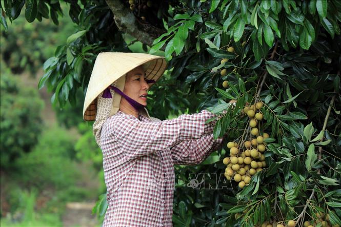 A longan plantation in Chieng Khuong commune, Song Ma district, the northern province of Son La. VNA Photo: Hữu Quyết