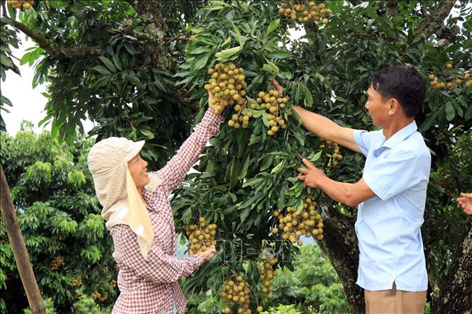 A longan plantation of the Hung Loc Agricultural Service Cooperative in the northern province of Son La. VNA Photo: Hữu Quyết