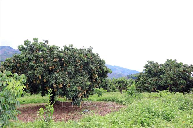 A longan plantation in Song Ma district, the northern province of Son La. VNA Photo: Hữu Quyết