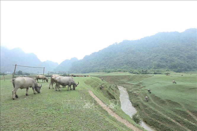 Trong ảnh: Đàn trâu được chăn thả tự do trên Thảo nguyên Đồng Lâm. Ảnh: Anh Tuấn – TTXVN
