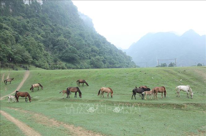 Trong ảnh: Đàn ngựa được chăn thả tự do trên Thảo nguyên Đồng Lâm. Ảnh: Anh Tuấn – TTXVN