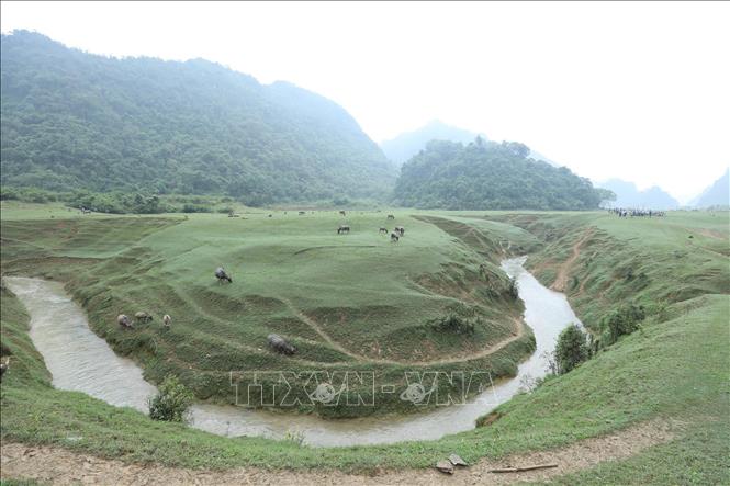 Trong ảnh: Đàn trâu được chăn thả tự do trên Thảo nguyên Đồng Lâm. Ảnh: Anh Tuấn – TTXVN